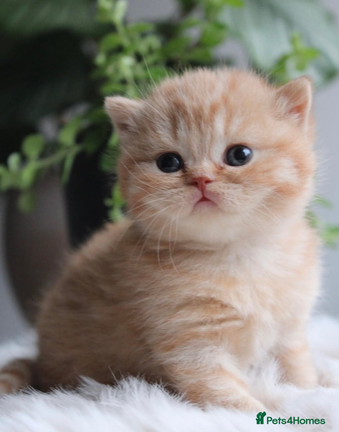 British Shorthair cats for sale: Loving British Blues!!! - Image 3