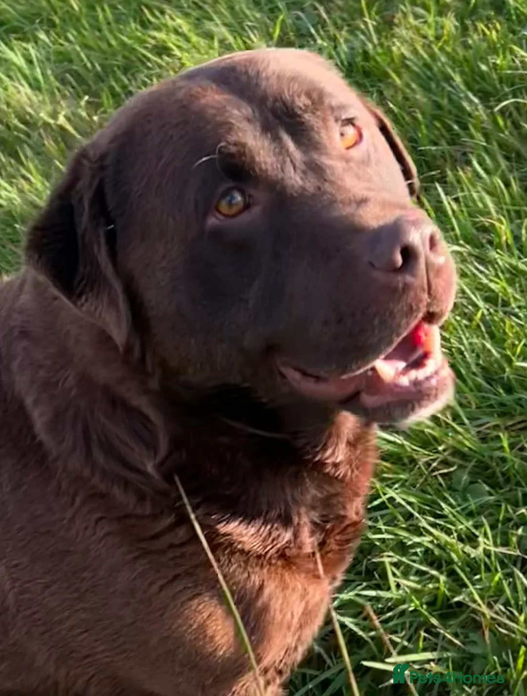 Labrador Retriever dogs for sale: Big Bear Looking to give Hugs - Advert 2