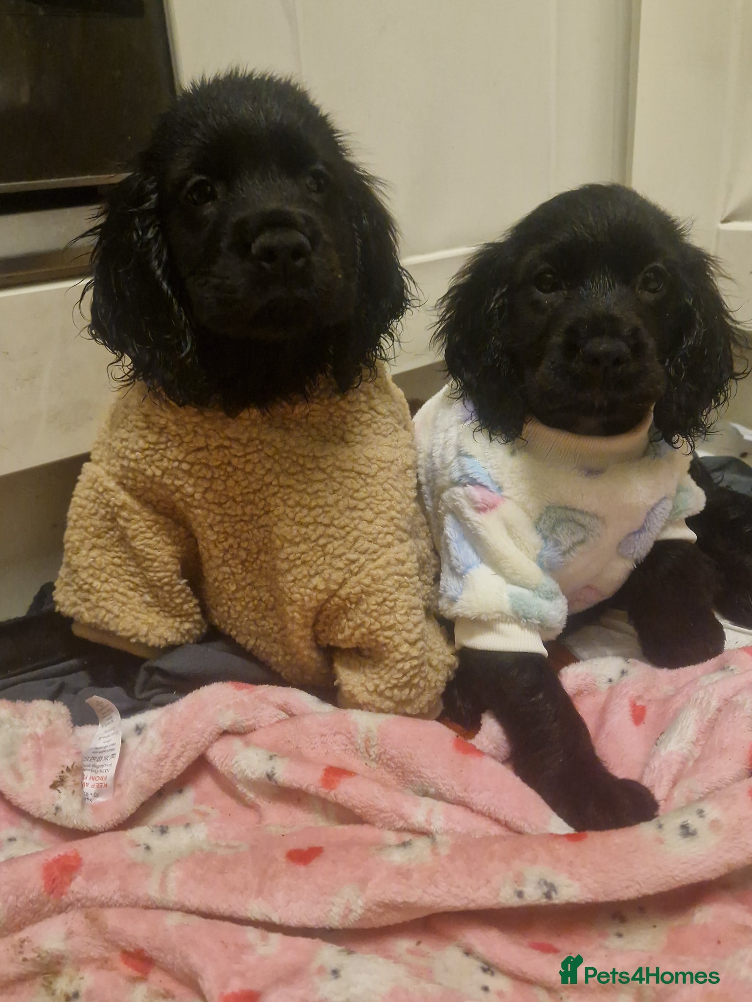 Cockerdor dogs for sale: Here is spencer hes the last boy  in Leek - Advert 5