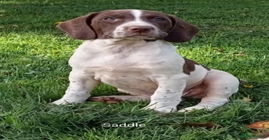 Mixed Breed dogs - Advert 12