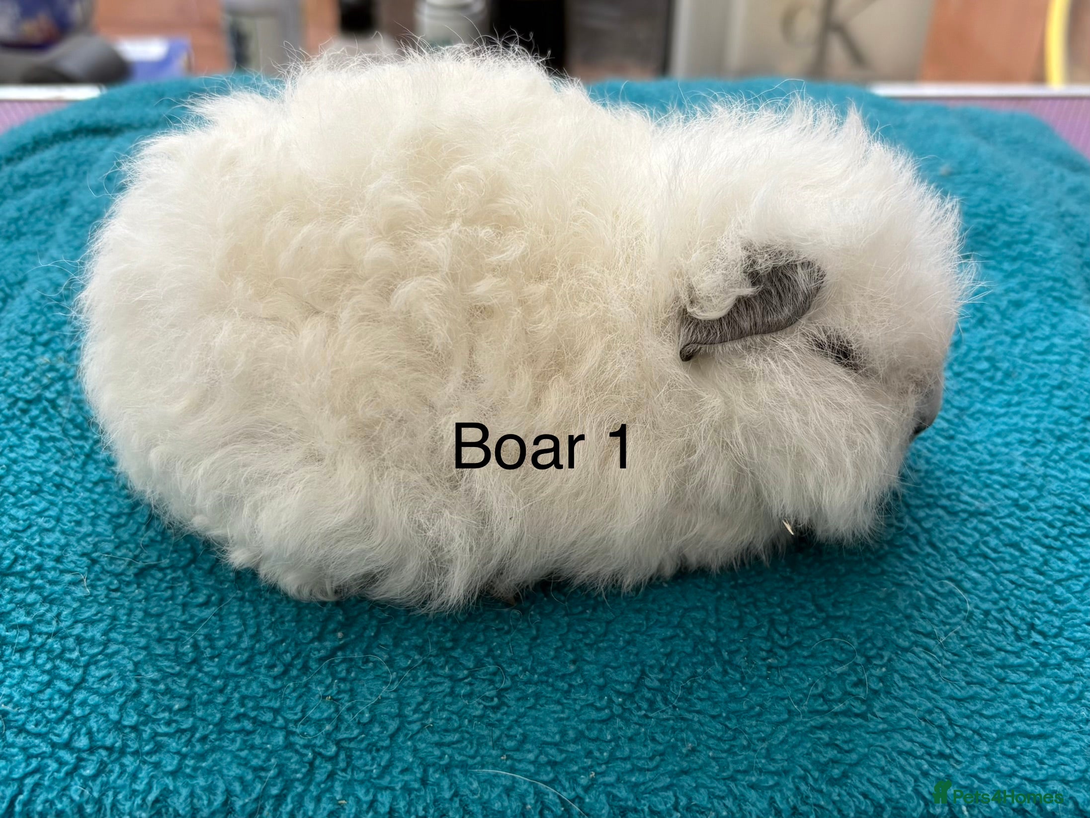 Guinea Pig rodents Swiss Cali point boar  - Advert 16