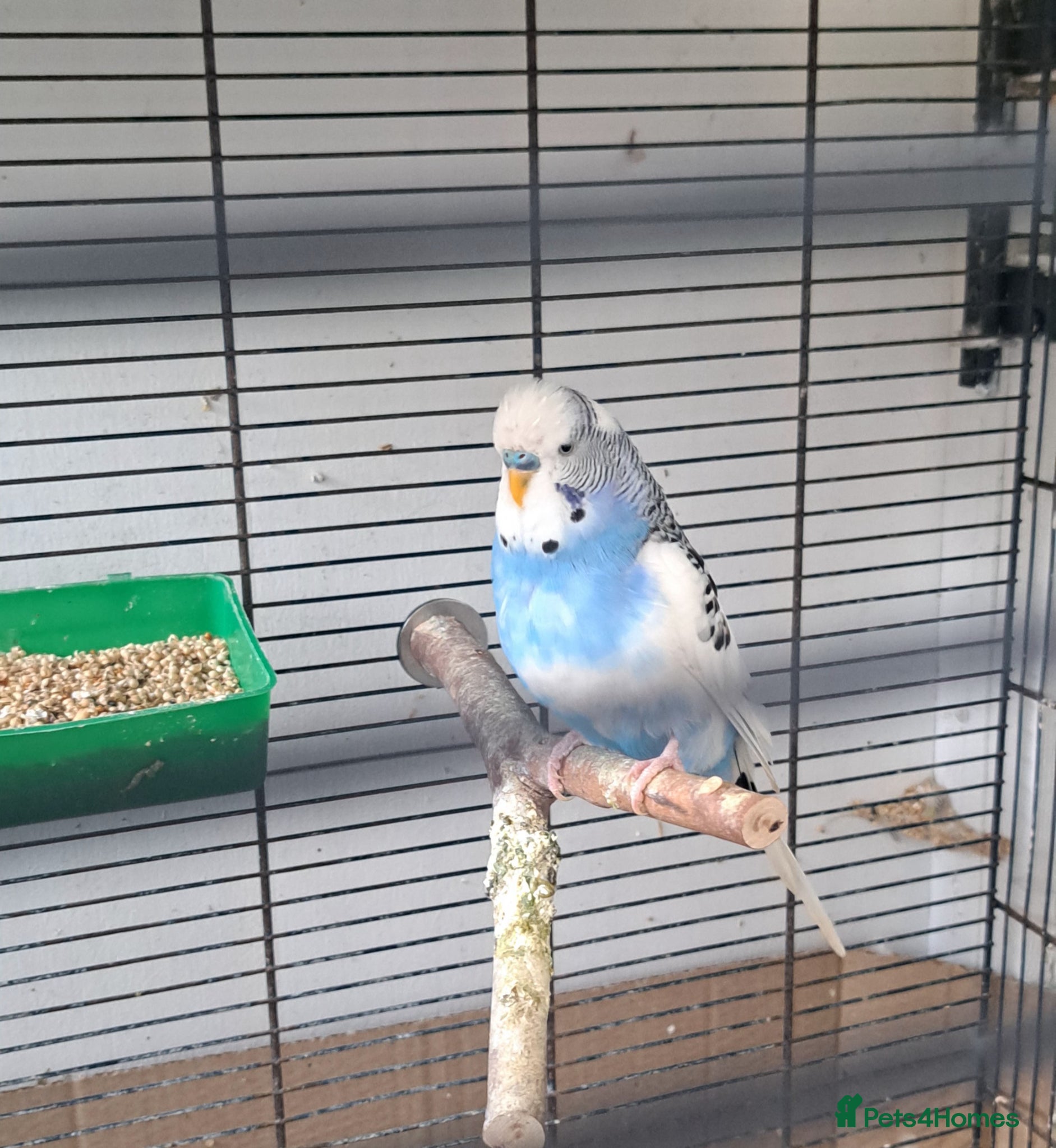 Budgerigars birds Breeding pairs of budgies for sale  - Advert 2