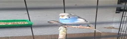 Budgerigars birds for sale: Breeding pairs of budgies for sale  - Advert 2