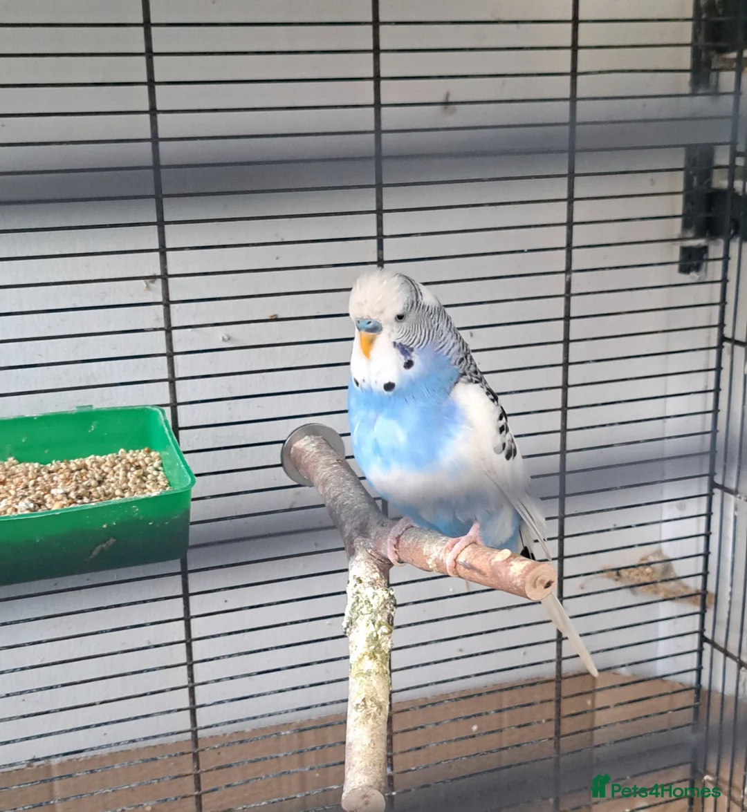 Budgerigars birds for sale: Breeding pairs of budgies for sale  - Advert 2