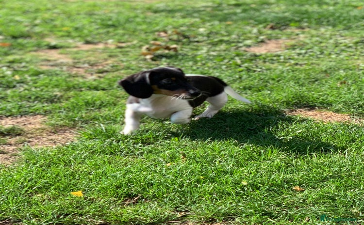 Miniature Dachshund dogs - Advert 7