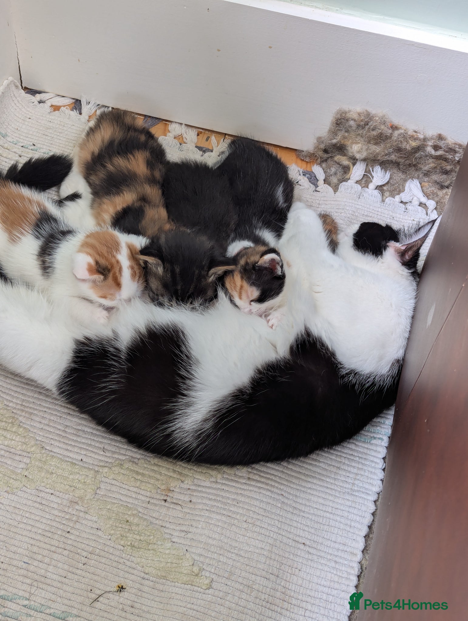 Mixed Breed cats Uniquely patterned calico kittens - Advert 1