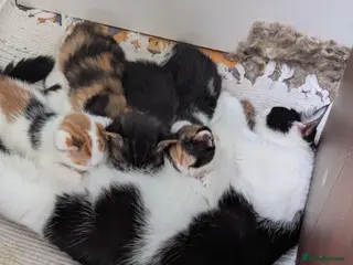 Mixed Breed cats Uniquely patterned calico kittens - Advert 1