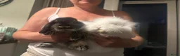 Mixed Breed rabbits for sale: Baby rabbits  - Advert 3