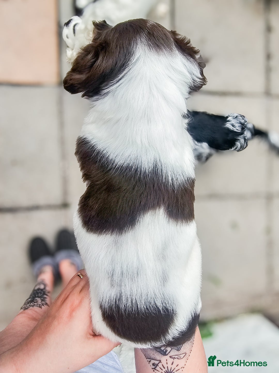 English Springer Spaniel dogs for sale: Ready now KC Reg Working Springer Spaniel Puppies - Image 16
