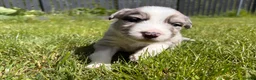 Mixed Breed dogs for sale: ✨ Beautiful Border Aussie Puppies ✨ - Advert 18