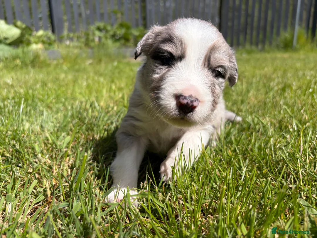Mixed Breed dogs for sale: ✨ Beautiful Border Aussie Puppies ✨ - Advert 18