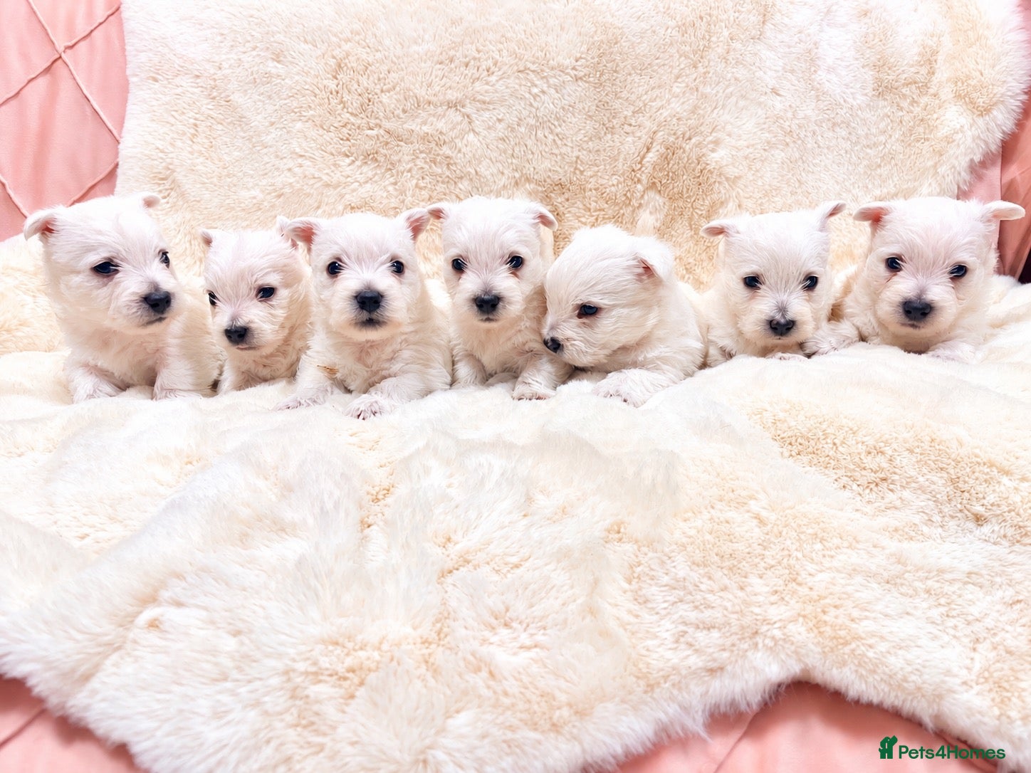 West Highland Terrier dogs for sale: STUNNING KC REGISTERED WESTIE PUPPYS BOYS & GIRLS  - Advert 1