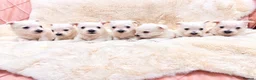 West Highland Terrier dogs for sale: STUNNING KC REGISTERED WESTIE PUPPYS BOYS & GIRLS  - Advert 1