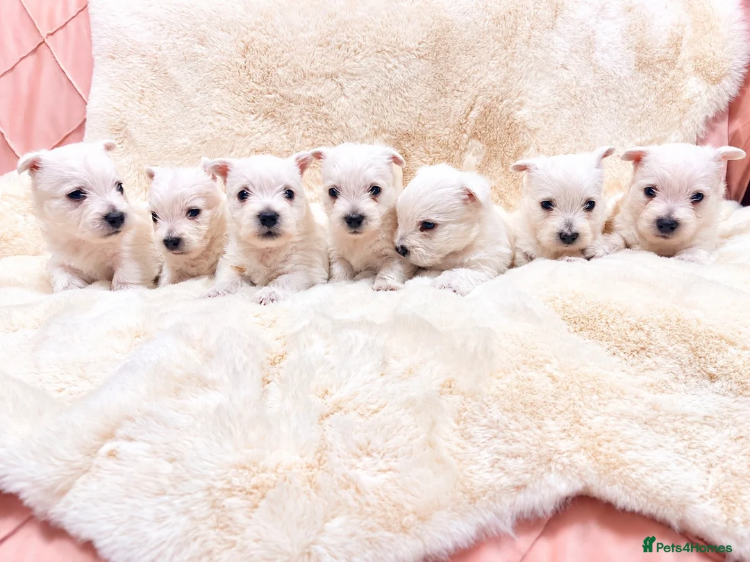 West Highland Terrier dogs for sale: STUNNING KC REGISTERED WESTIE PUPPYS BOYS & GIRLS  - Advert 1