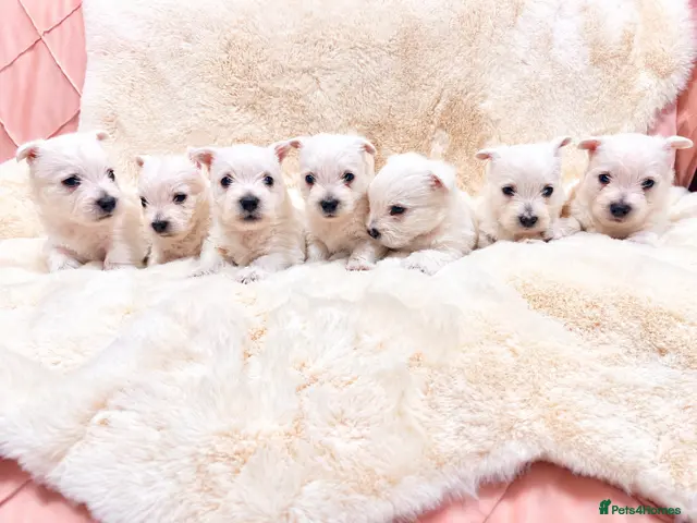 West Highland Terrier dogs for sale: STUNNING KC REGISTERED WESTIE PUPPYS BOYS & GIRLS - Advert 2