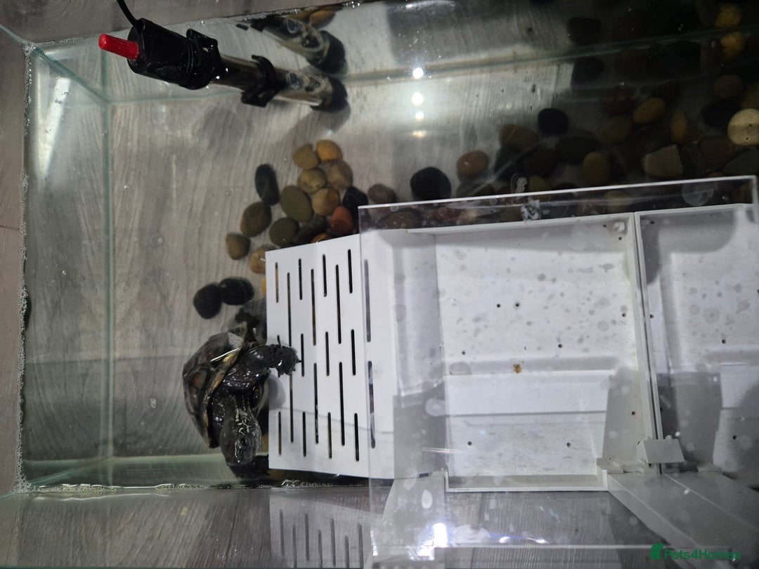 Turtle reptiles for sale: Reeves Turtle - Advert 2