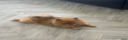Pomeranian dogs for sale: KC Reg Adult Female Pomeranian - Advert 8