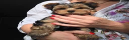 Yorkshire Terrier dogs for sale: Pedigree miniature Yorkshire terriers puppies  - Advert 4