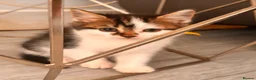 Mixed Breed cats for sale: Adorable, curious tabbies looking for loving homes in London - Advert 15