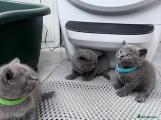 British Shorthair cats British Shorthair Kittens - Advert 17
