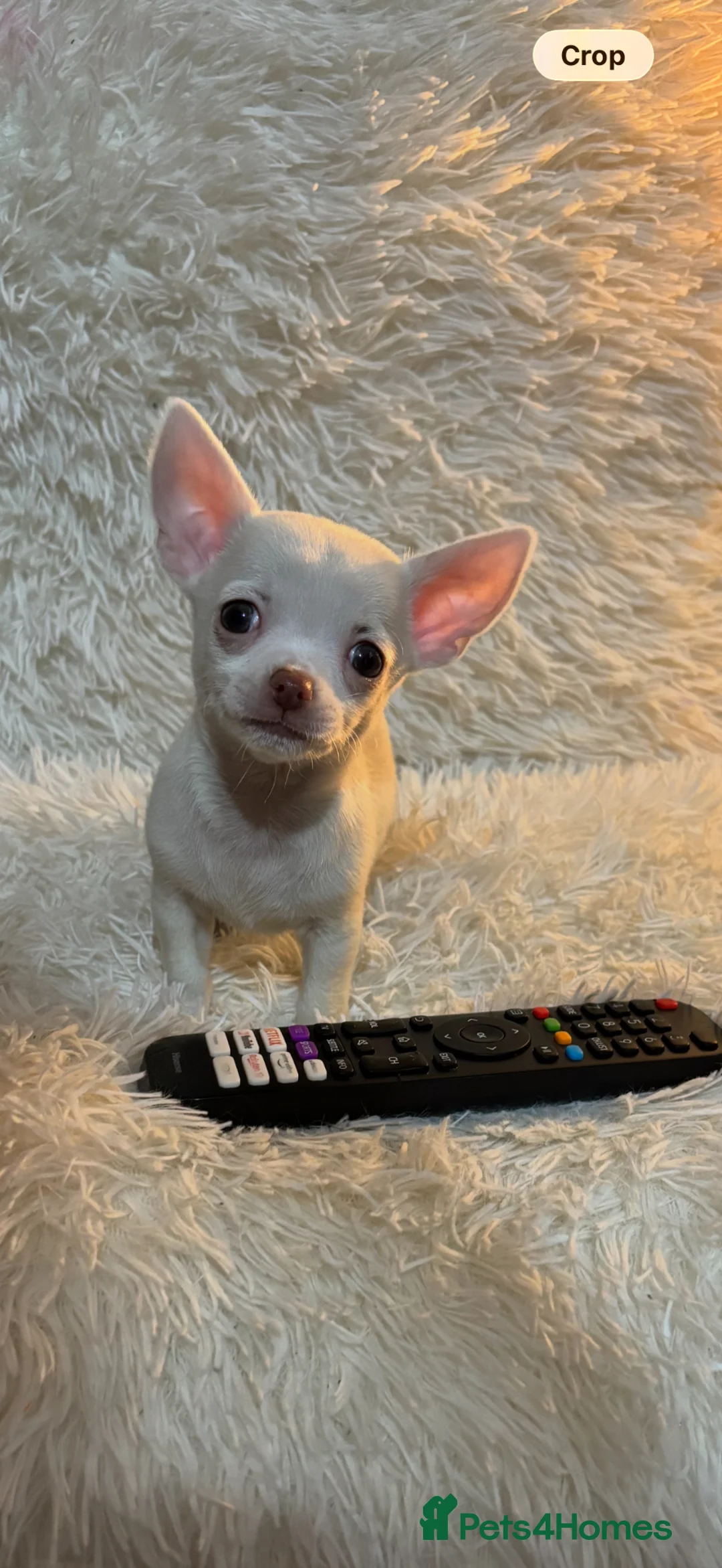 Chihuahua dogs for sale: Chihuahua puppy’s ( ready now) - Advert 25