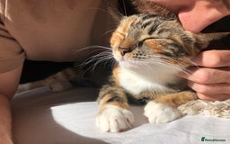 Domestic Shorthair cats for sale: Rehoming our beloved cat - Image 4
