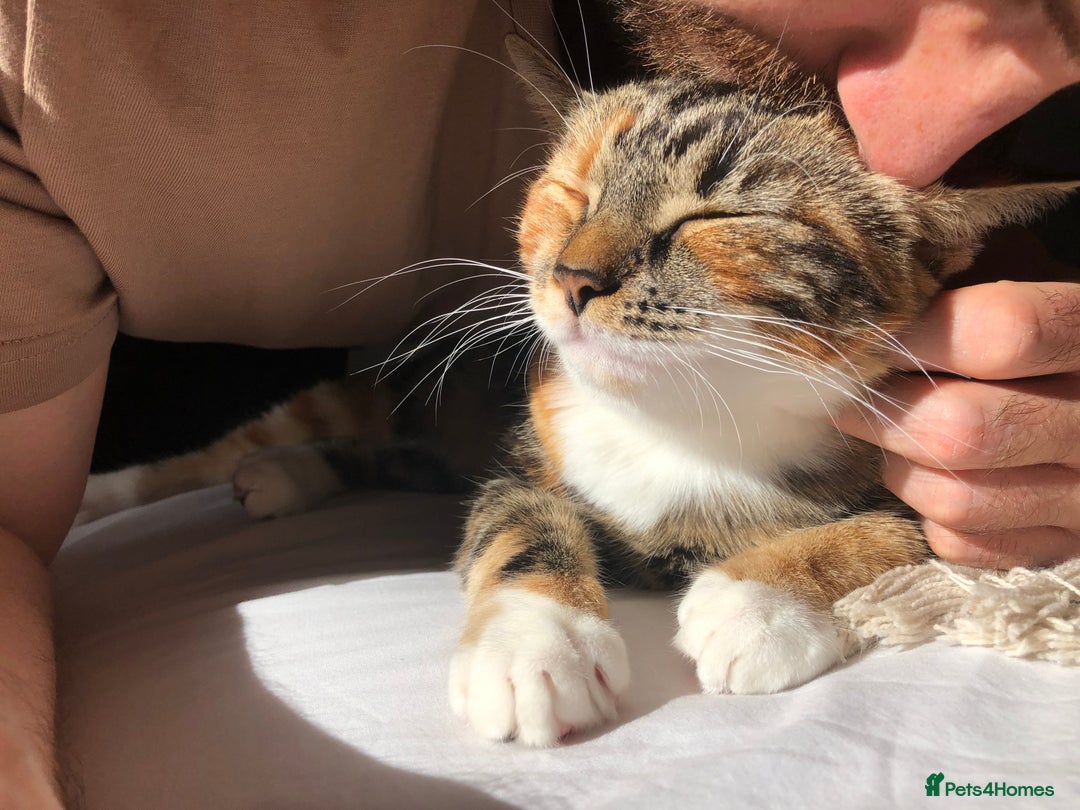 Domestic Shorthair cats for sale: Rehoming our beloved cat - Image 4