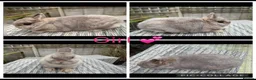Netherland Dwarf rabbits for sale: 3 female, 1 male purebred Netherland dwarfs - Advert 4