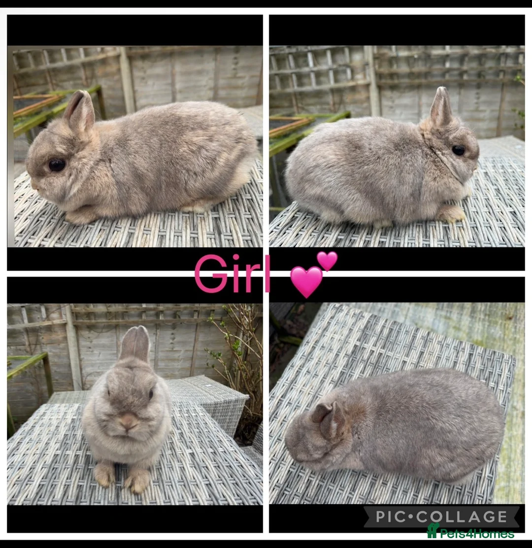 Netherland Dwarf rabbits for sale: 3 female, 1 male purebred Netherland dwarfs - Advert 4