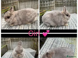 Netherland Dwarf rabbits 3 female & 1 male purebred Netherland dwarfs - Advert 1
