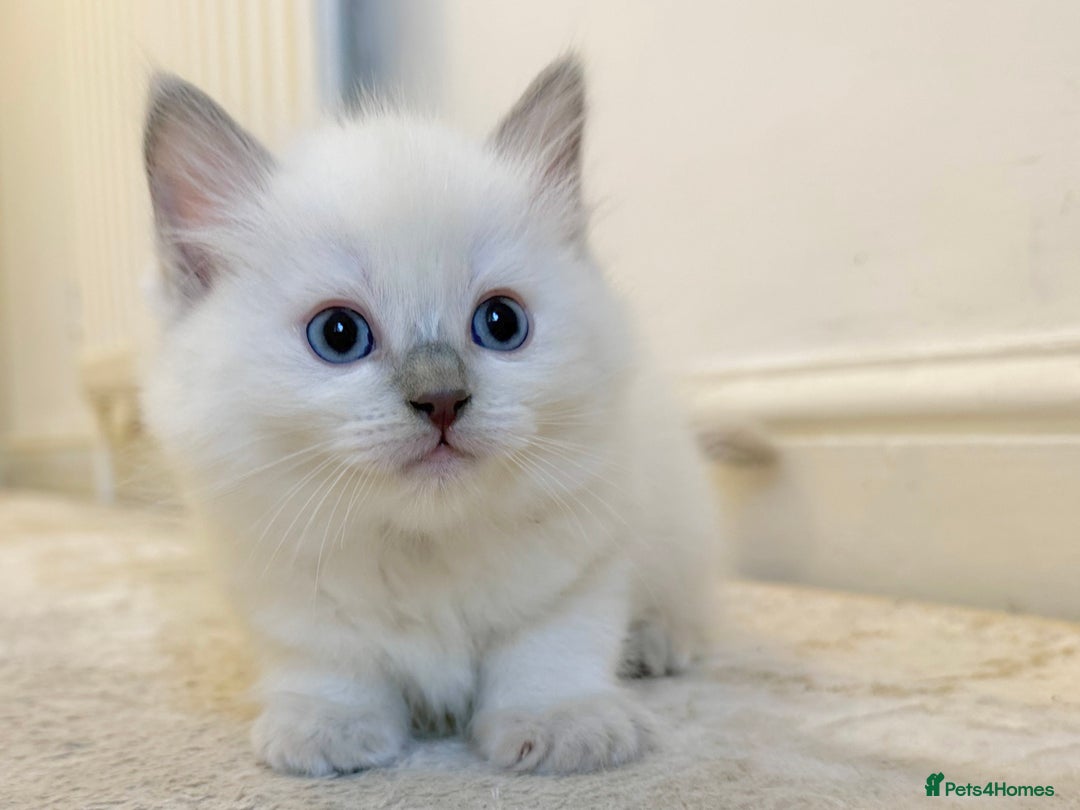 Ragdoll cats for sale: BLUE POINT RAGDOLL KITTEN - Advert 3
