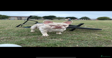 French Bulldog dogs - Advert 3