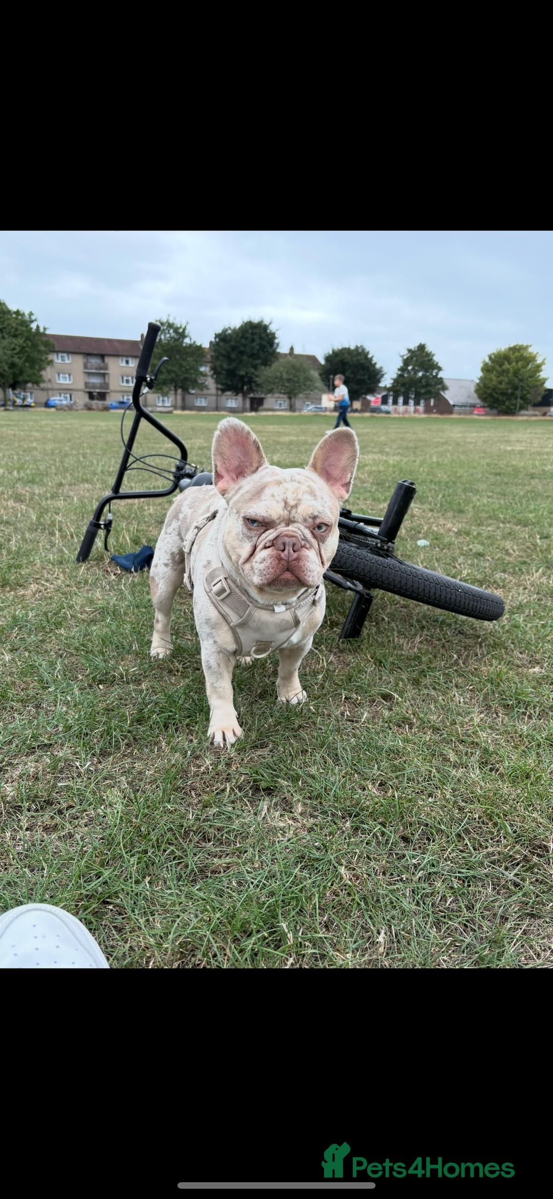French Bulldog dogs for stud: STUD. New shade Isabella merle.  - Image 2