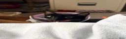 Domestic Shorthair cats for adoption: FARM HOME - Maggie, 5 years old  in Fleet - Advert 2