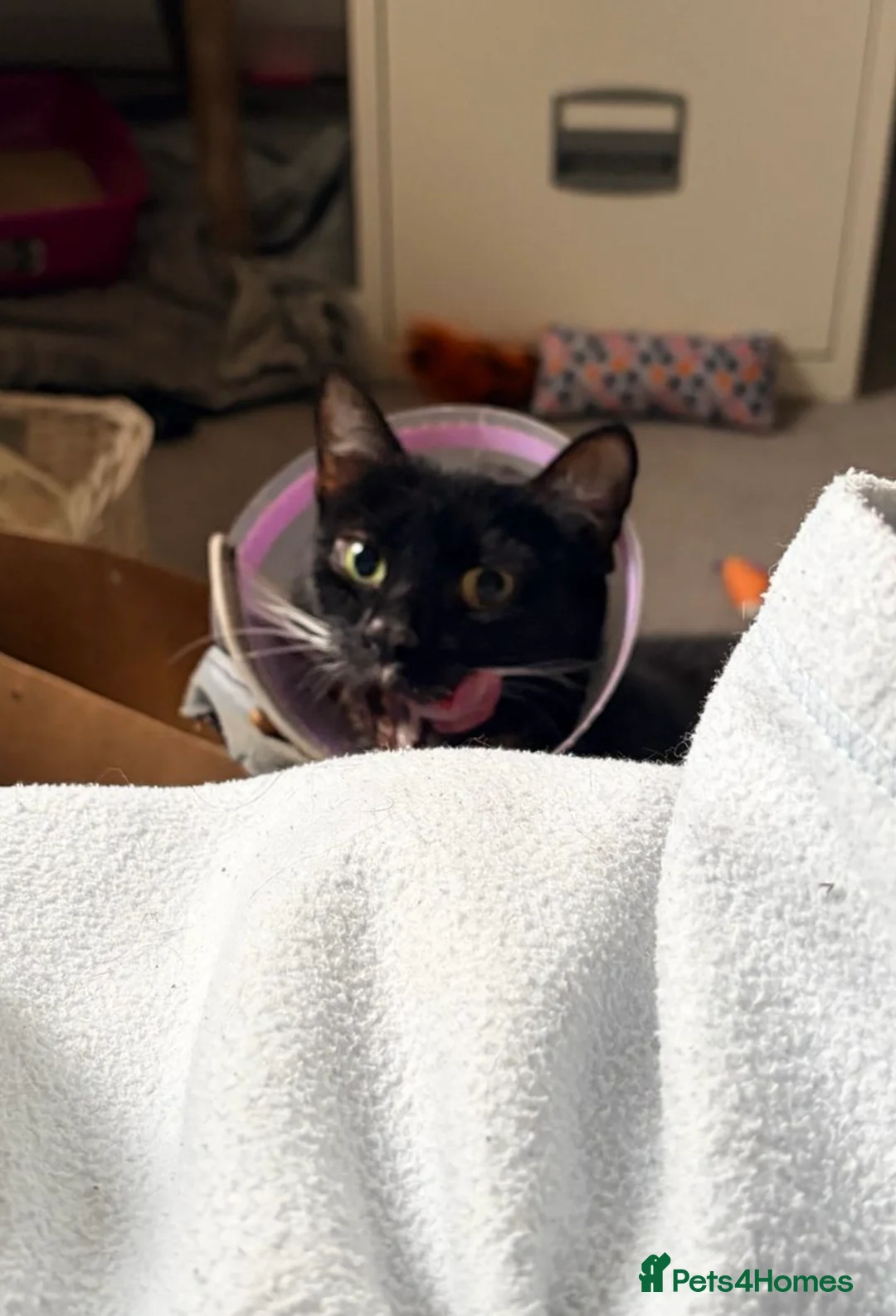 Domestic Shorthair cats for adoption: FARM HOME - Maggie, 5 years old  in Fleet - Advert 2