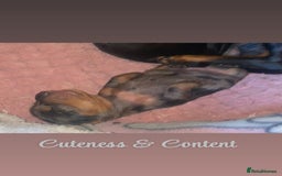 Dachshund dogs for sale: Beautiful litter of miniature daschunds  - Advert 8