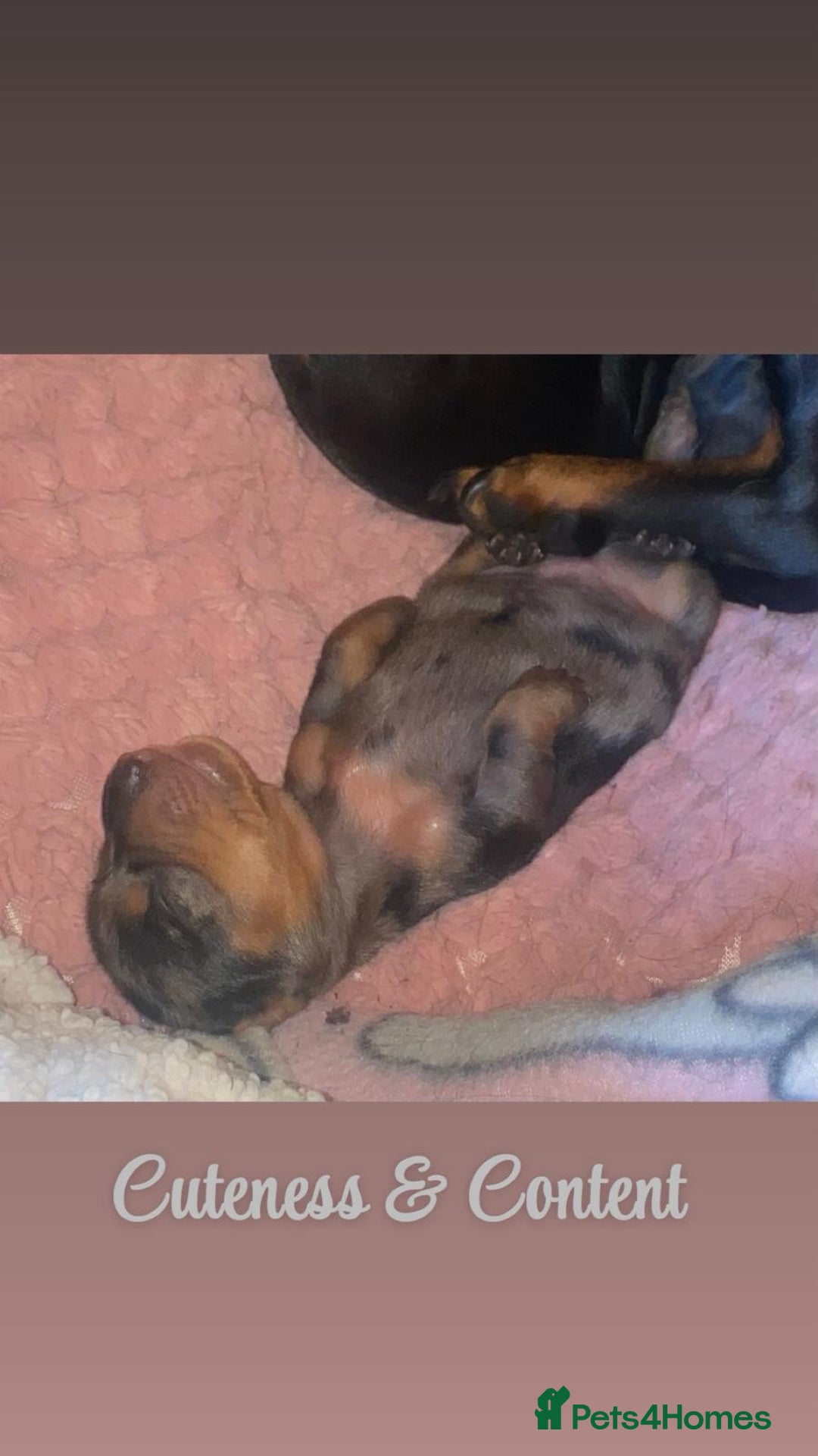 Dachshund dogs for sale: Beautiful litter of miniature daschunds  - Advert 8