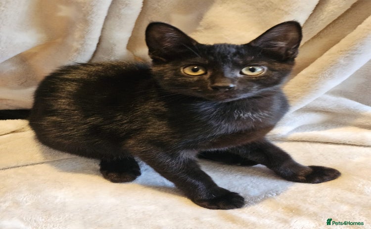 Domestic Shorthair cats Male-black boy - Advert 10