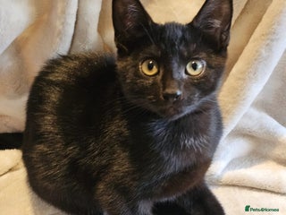 Domestic Shorthair cats Male-black boy - Advert 1