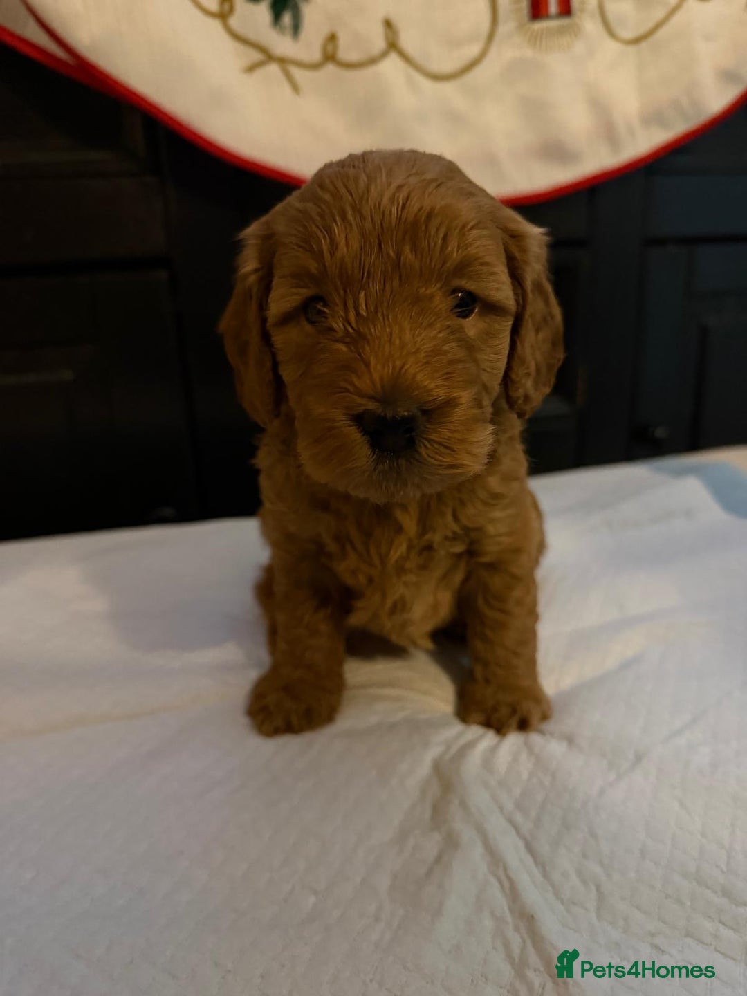 Cockapoo dogs for sale: F1b Cockapoo Puppies – Ready 16th January ✨ - Advert 7