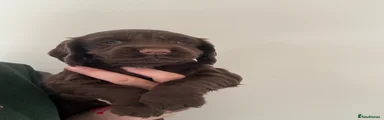 Cocker Spaniel 1