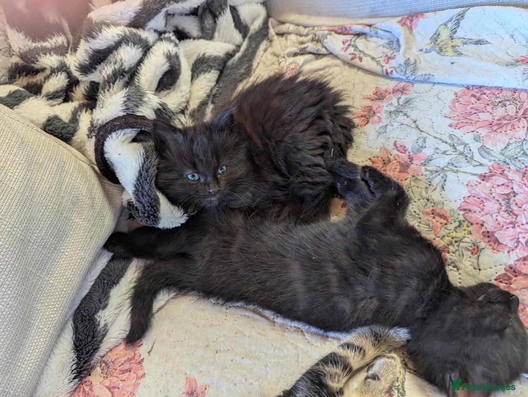 Bombay cats for sale: Different prices Bombay X long hair  - Image 29