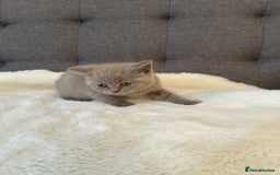 British Shorthair cats for sale: Stunning British Shorthair ready to reserve  - Image 35