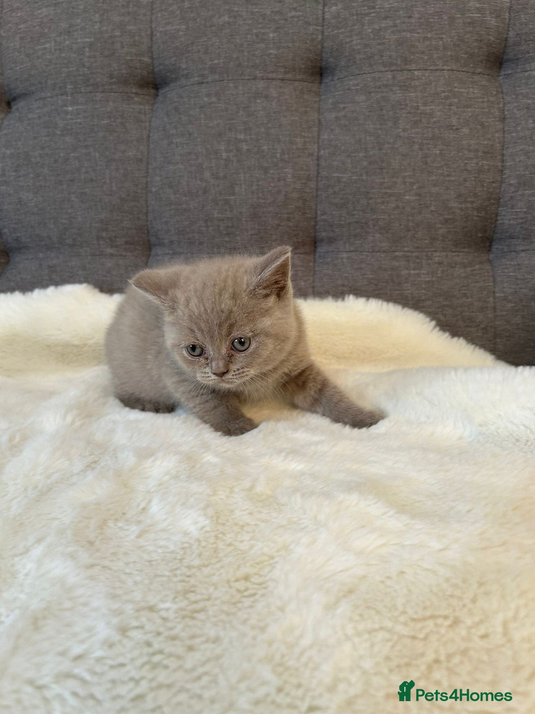 British Shorthair cats for sale: Stunning British Shorthair ready to reserve  - Image 35