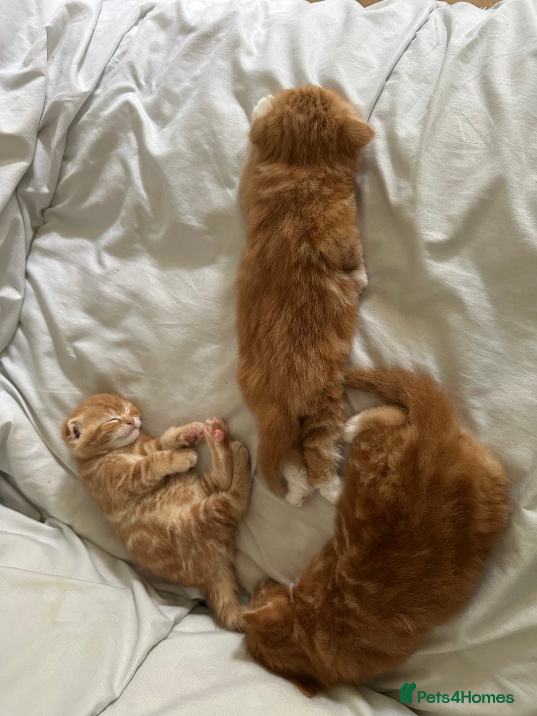 Scottish Fold cats for sale: Scottish fold/straight babies - Image 21