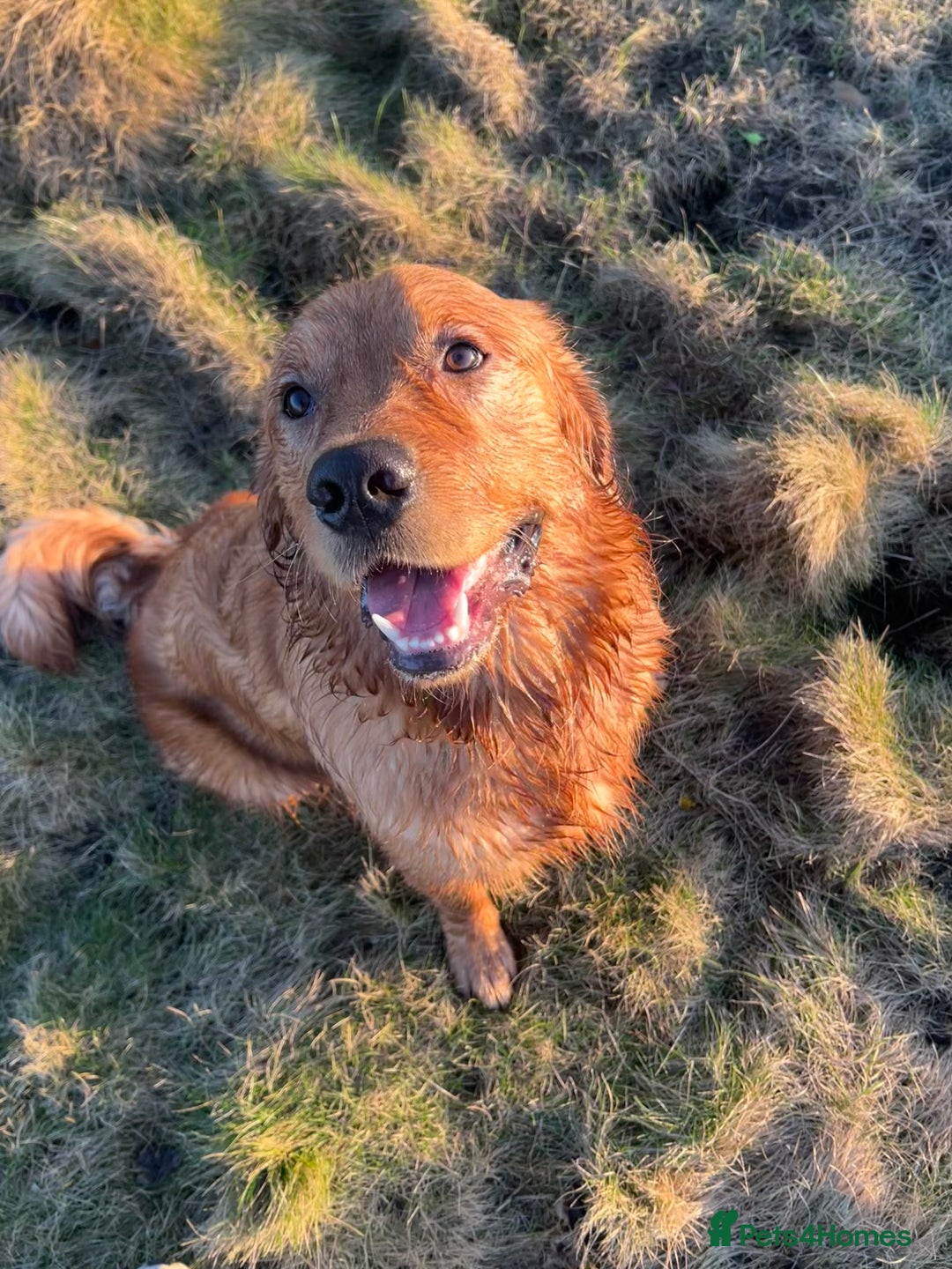 Golden Retriever dogs for stud: Fox red retriever for stud - IKC registered  - Image 5