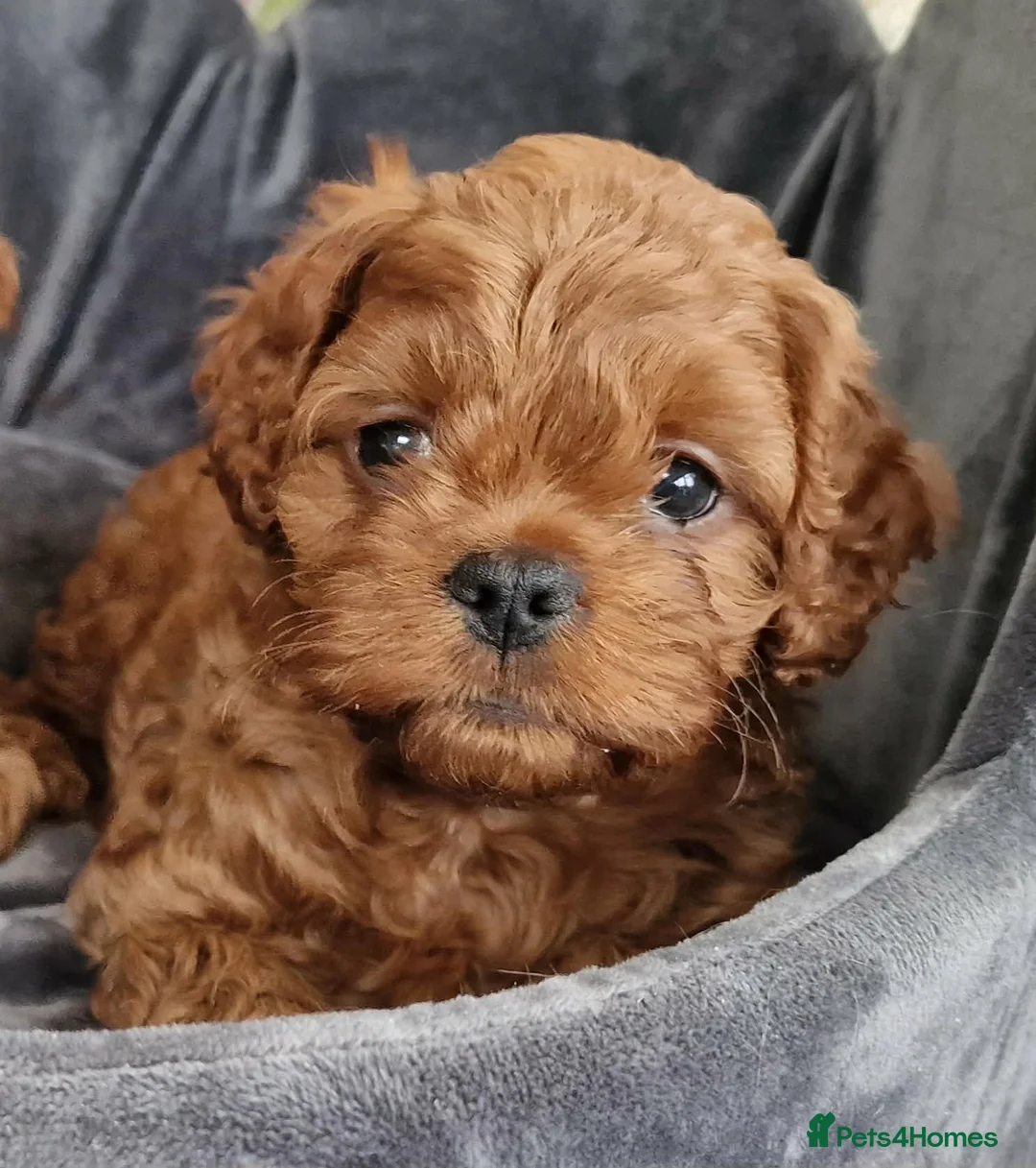 Cavapoo dogs for sale: Quality F1 Cavapoos - Advert 1