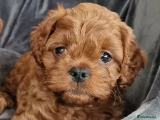 Cavapoo dogs Quality F1 Cavapoos - Advert 15