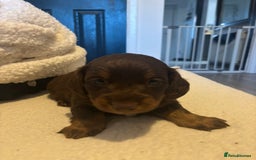 Dachshund dogs for sale: Sausage dog  - Advert 2