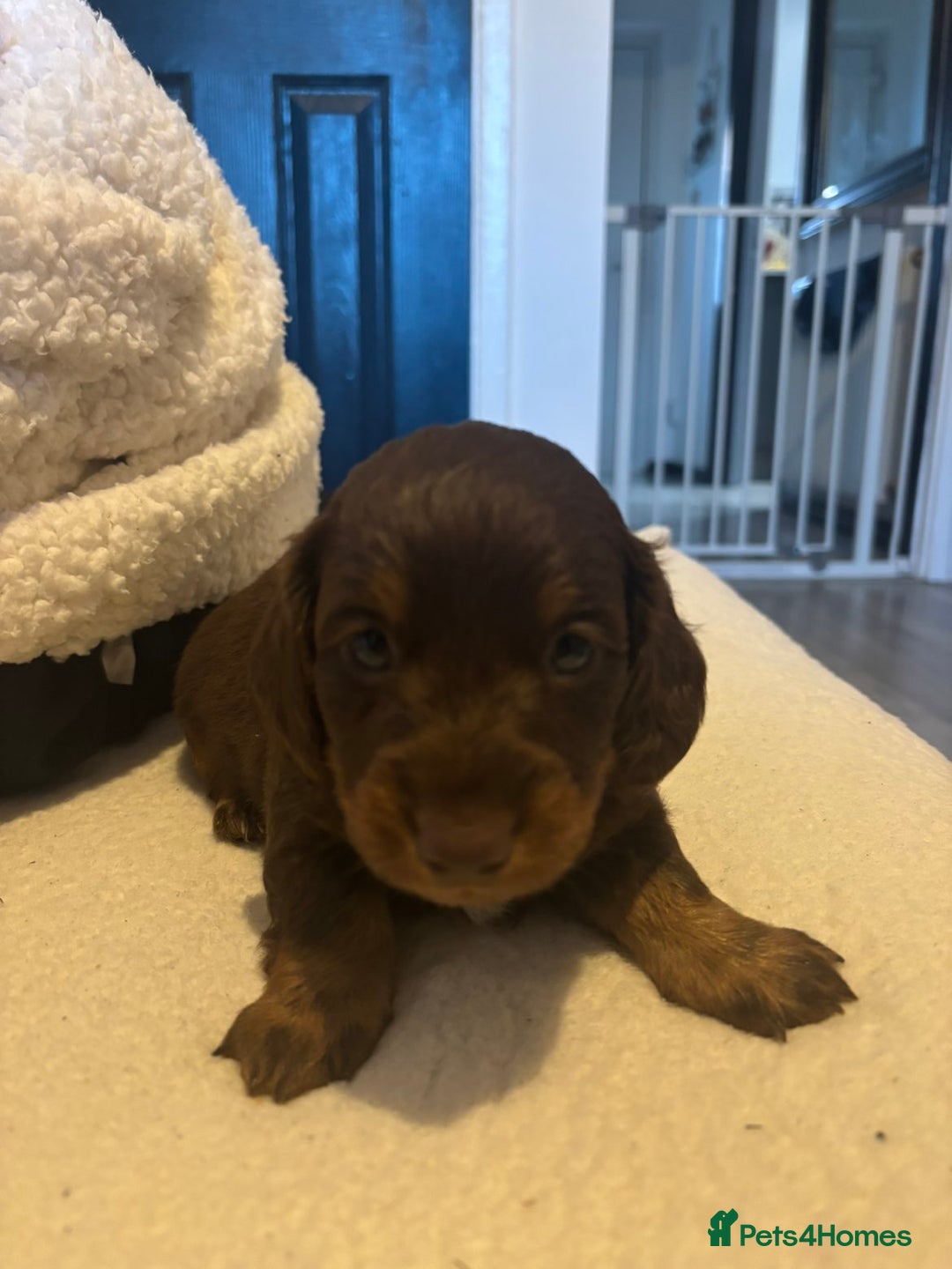 Dachshund dogs for sale: Sausage dog  - Advert 2